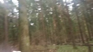 Как пережить бурю в лесу. Продолжение