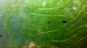 Вот этих моллинезий я продаю