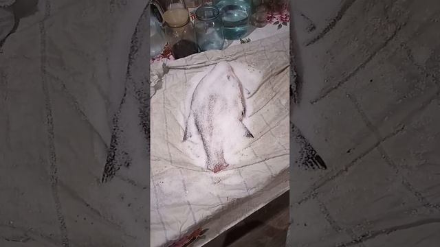 Вяленая Рыба приготовление Рецепт  вяленый ЛЕЩ