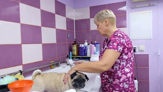 МОПС ЛИНЯЕТ. ГРУМИНГ. смотреть онлайн