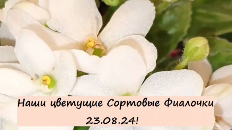 Наши цветущие Сортовые Фиалочки (Сенполии) 23.08.24! Для заказа пишите WhatsApp 89101614167