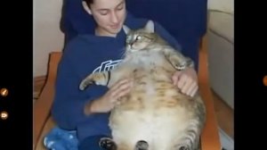 Песенка про жирного кота