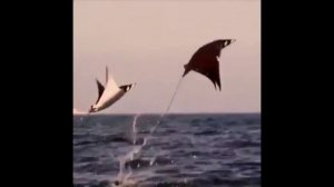 Скат - рыба, которая любит летать