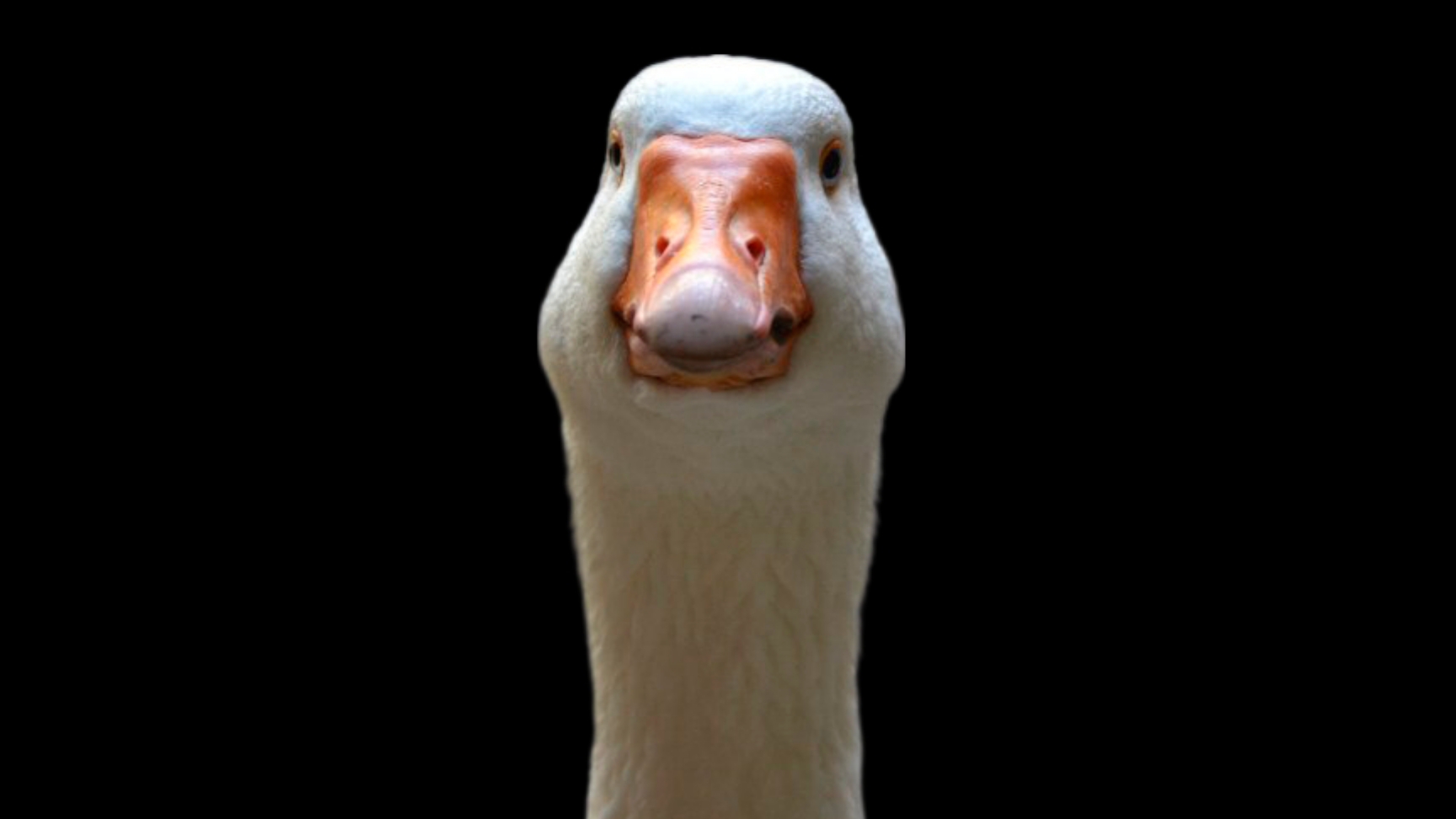 Amir