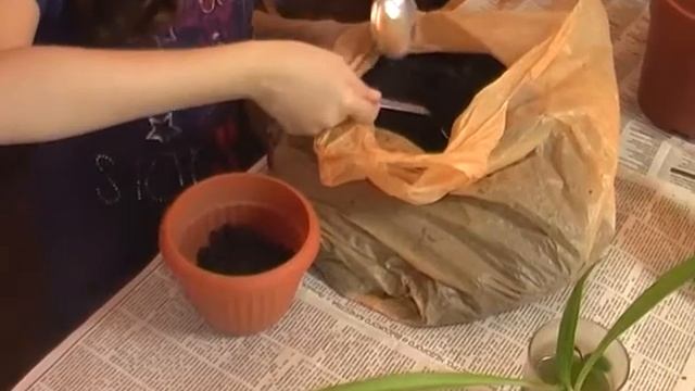 Полина и Элина сажают #комнатные #цветы смотреть онлайн