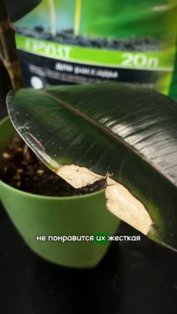 #shorts Никогда не протирайте листья растений кухонной губкой #комнатныерастения #цветы #сад