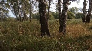 №43 Потерялись телята. Как найти?