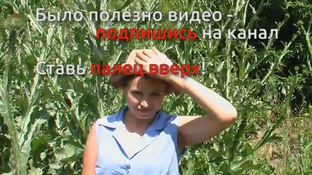 Случайно забрели в заросли татарника смотреть онлайн