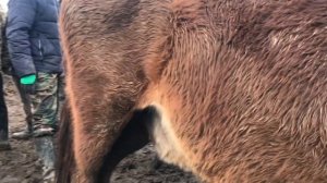 Кара-Балта Мал Базары Жылкы , байтал ,кунан , тай , кулун,