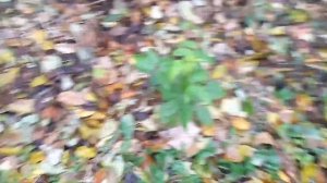 Обзор малины МАРАВИЛЛА