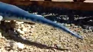 Дилофозавр в парке Юрского периода и ещё один водный донозавр (в Кирове)