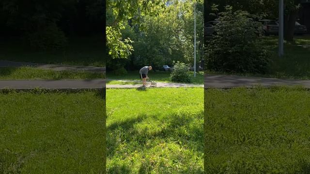 French bulldog puppy playing with frisbee #shorts | французский бульдог играет с фрисби