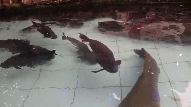 Arapaima Gigas In My Fish Pond
