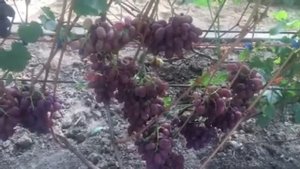 виноград Вовчик селекции Капелюшного В.У.
