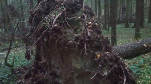 Сказка . Капкан лешего
