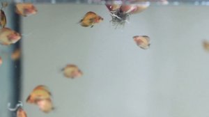 Discus fry being hand fed, 25th day free swimming