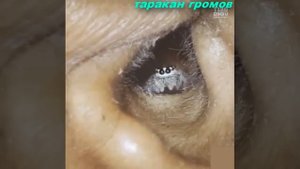 паук в ухе испуг