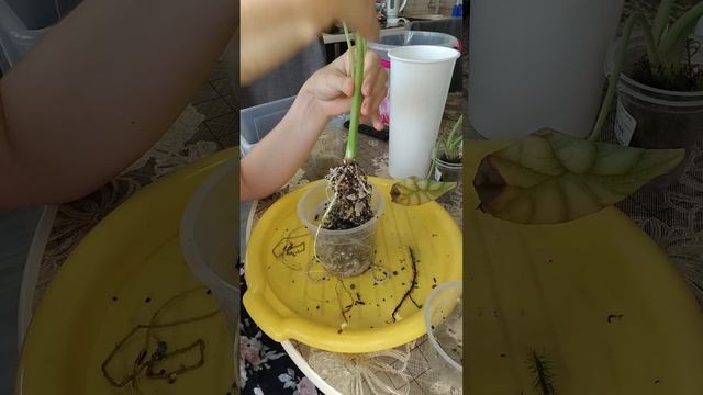 Что такое хорошо и что такое плохо? Алоказии Серебряный дракон и Калифорния.