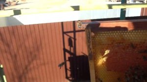 корма около изолятора