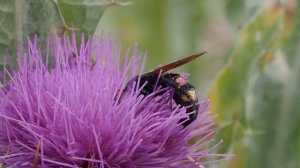 Avispa Mamut Megascolia bidens