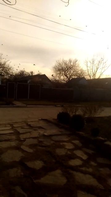 #Скворцы прилетели #Алчевск 2024 2 марта смотреть онлайн