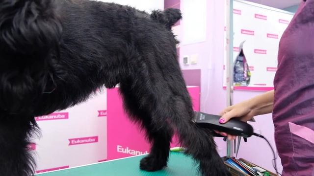 Груминг Ризеншауцера.