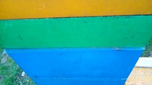 Куда идут матки 22 года из нуклеусов