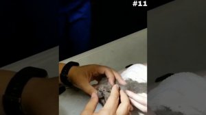 Removal Cuterebra from kitten #11