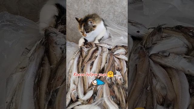 #котик #приколы# домашниеживотные #любимыепитомцы# рыбалка #котирыба #улов#завтрак #котрыбак 🤗💕
