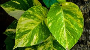 Размножение Сциндапсус на гидропонике