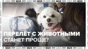 Путешествовать с животными станет проще? — Москва 24|Контент