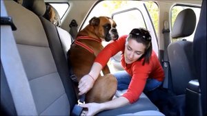 pet car seat belt ad