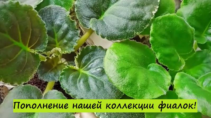 Пополнение нашей коллекции фиалок! Совсем скоро будет обзор новиночек! Часть 1: Детки!
