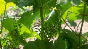 Американские кишмиши, а как с осыпанием завязи