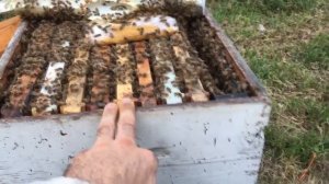 Иан Степплер: подготовка семей к постановке прививочных рамок