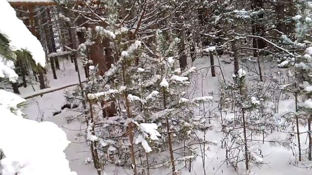 Селение Родовых поместий Жива в ноябре 2016