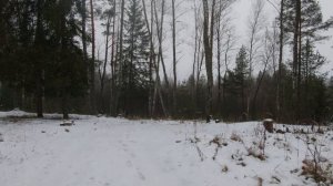 Как мы в лесу заблудились перед первм снегом.