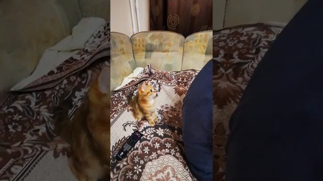 Что коты делают с волосами. Смотреть до конца. Котоприколы. Golden British Chinhilla. British cat.