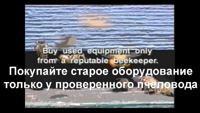 Осиротение пчел, безматочные семьи и рекомендации (Университет Джорджии, США)