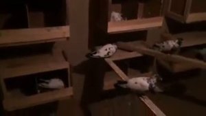 Таджикские голуби Нозима