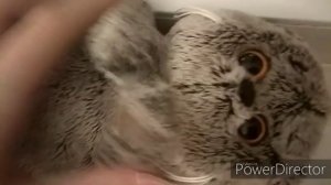 ВЛОГ С БАСОМ И БАСИКОМ☃️/ КТО ЖЕ НАШ НОВЫЙ ПИТОМЕЦ??/БАСИКИ ОПЯТЬ ПОССОРИЛИСЬ...