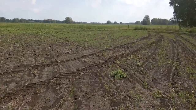 Торопимся сеять рожь. #26 Потянет МТЗ-82 две сеялки? смотреть онлайн