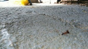 Ant fight Live