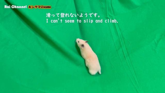 ペットサークルを脱出するハムスター【日常行動観察】キンクマハムスター