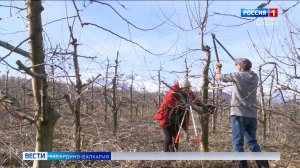 В Черекском районе проводят обрезку садов