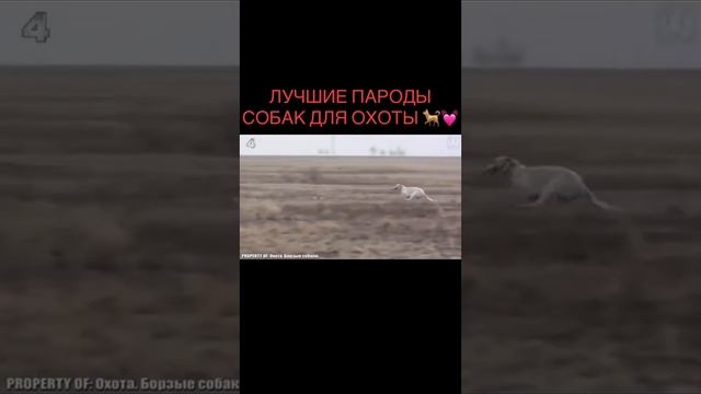 Лучшие породы собак для охоты 🦮