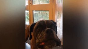 📹 Как отучить собаку лаять без повода? 5 простых способов →👤 #PET_PLACE →@youtubabot:
