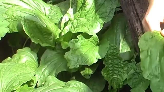 Подорожник большой кратко Наш травник смотреть онлайн