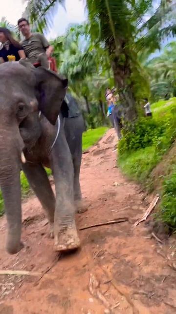 Катание на слоне смотреть онлайн
