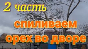 спиливаем грецкий орех